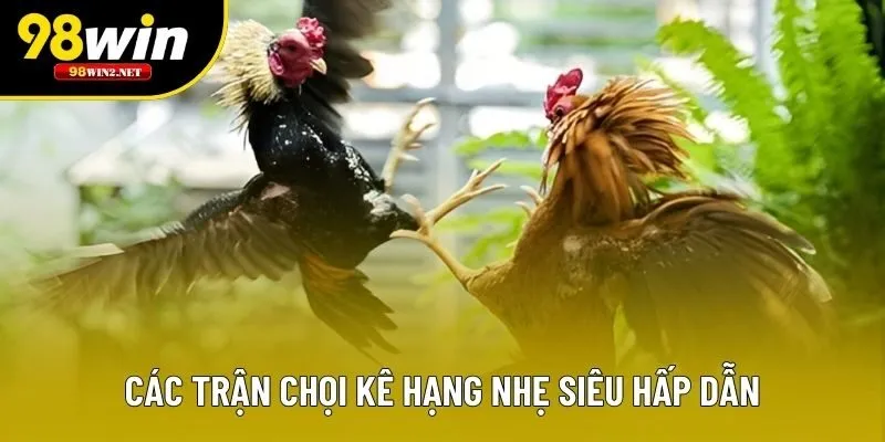 Các trận chọi kê hạng nhẹ siêu hấp dẫn