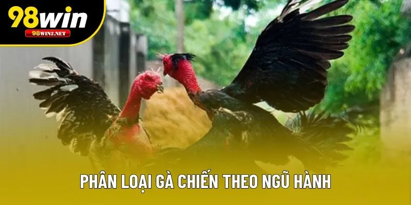 Phân loại gà chiến theo ngũ hành
